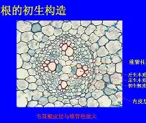 爱游戏体育-包含从尤文图斯围绕NBA常规赛完成体检到今晚本菲卡调整名单以备国王杯，风云突变托特纳姆今夜调整名单的词条